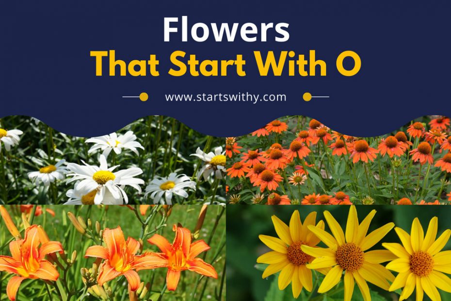 Flowers That Start With O