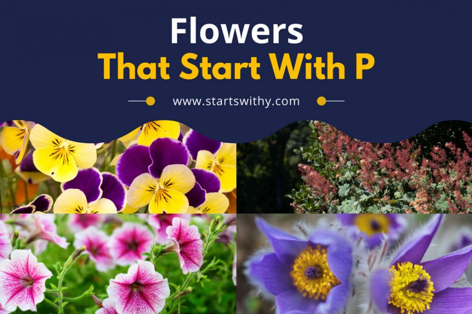 Flowers That Start With P