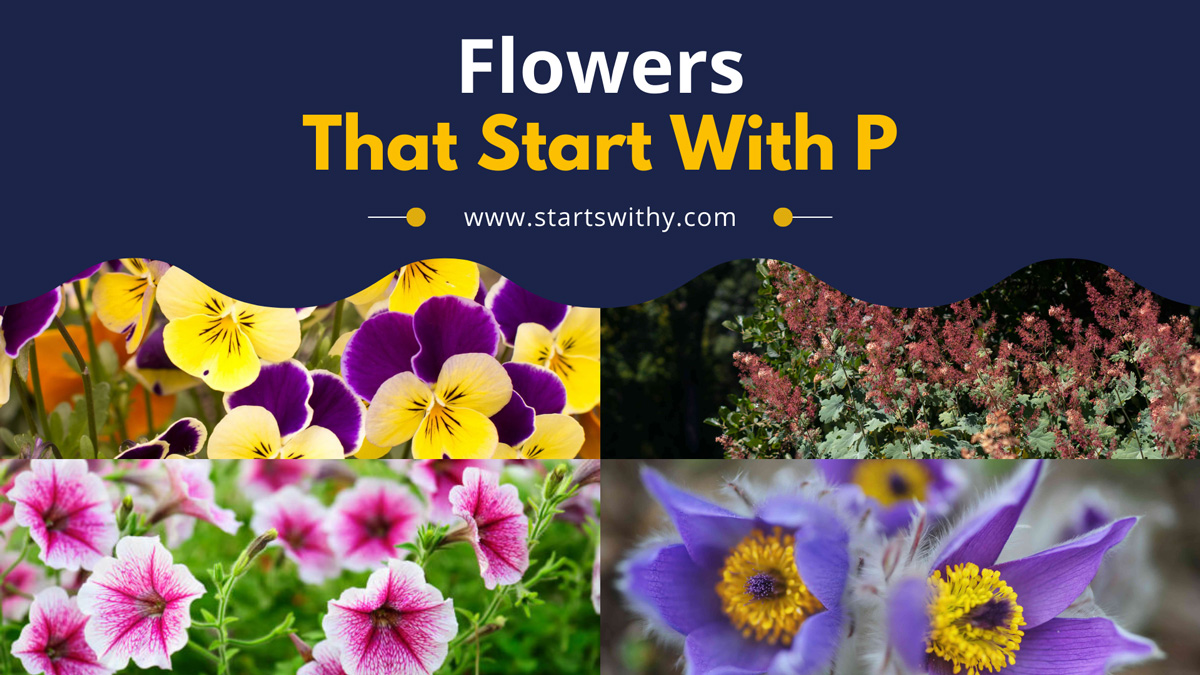 list flowers that start with p