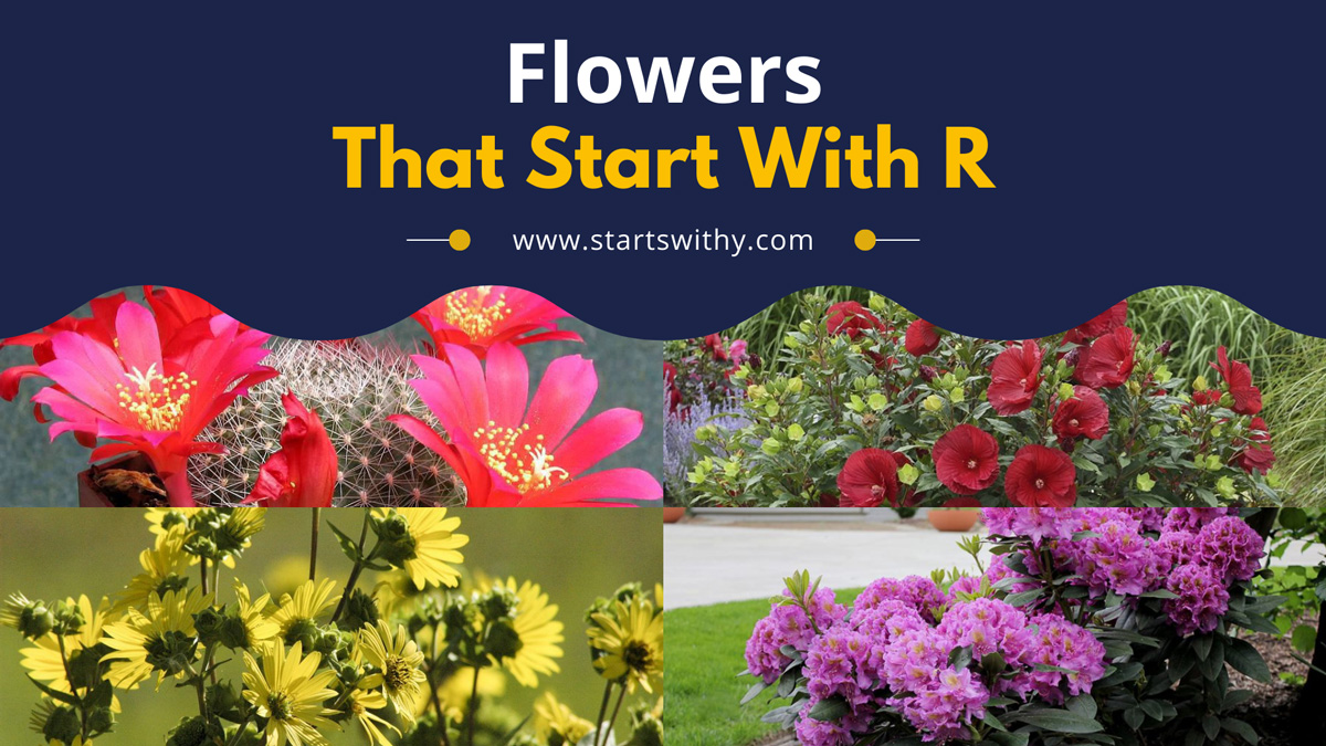 List Of 35 Flowers That Start With R Complete List
