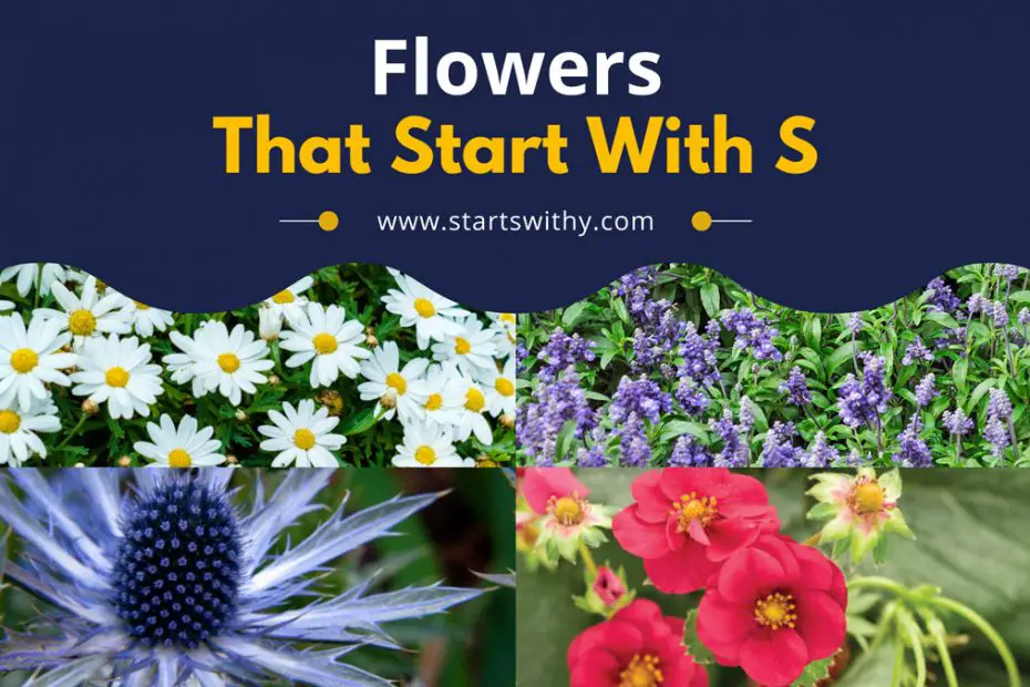 Flowers That Start With S