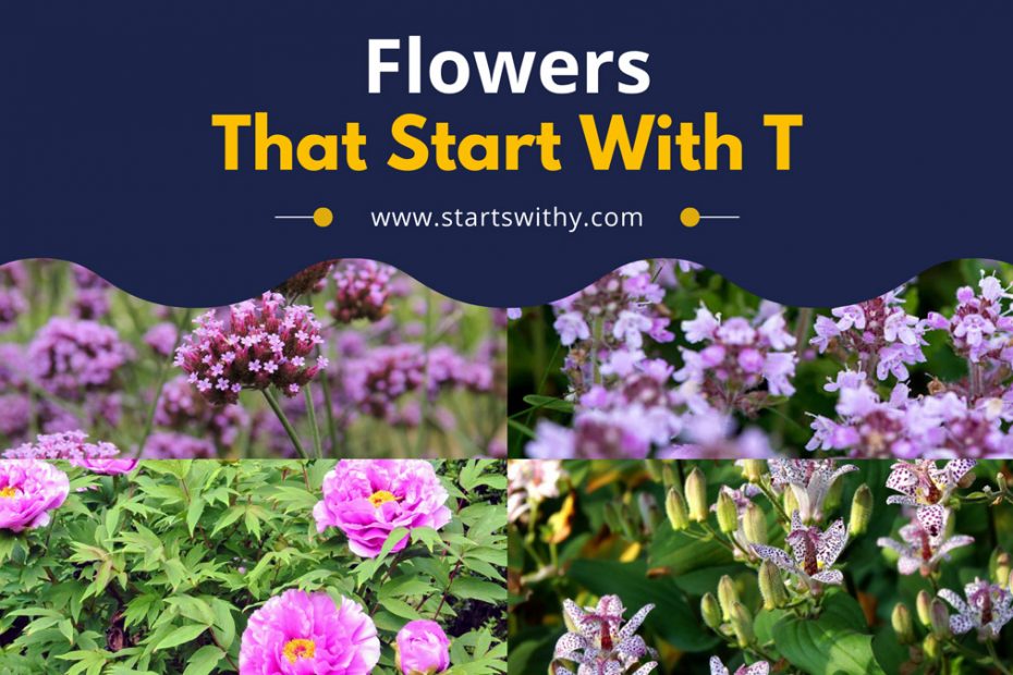 Flowers That Start With T