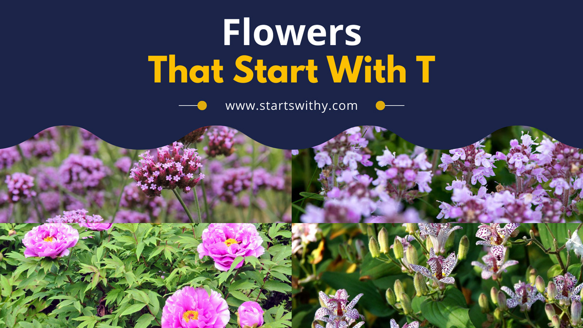 List Of 30 Flowers That Start With T Complete List
