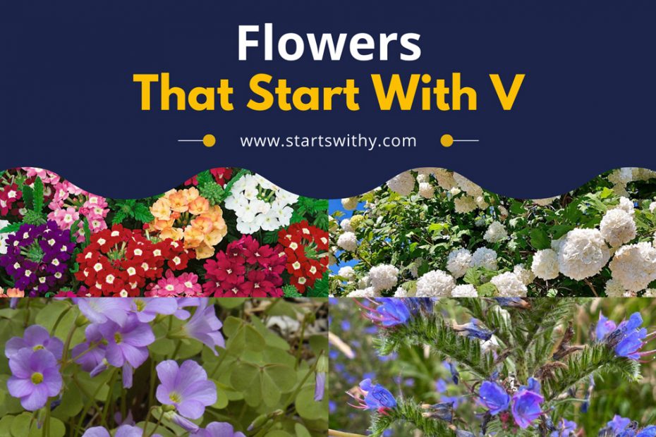 Flowers That Start With V