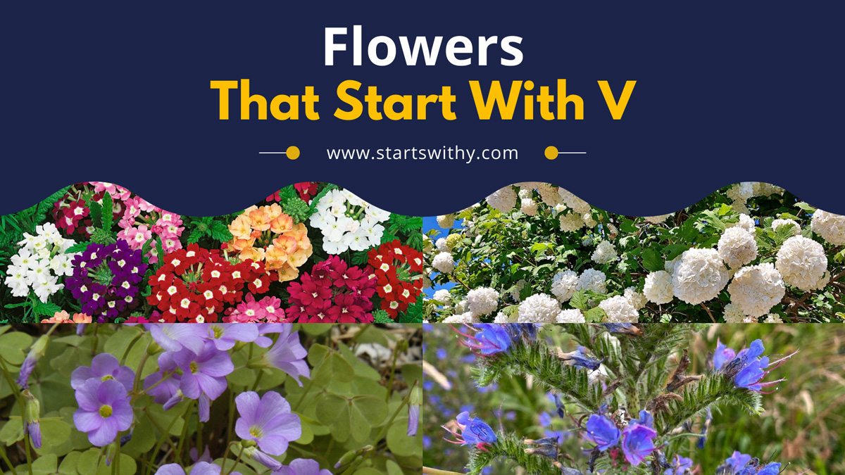 Flowers That Start With V