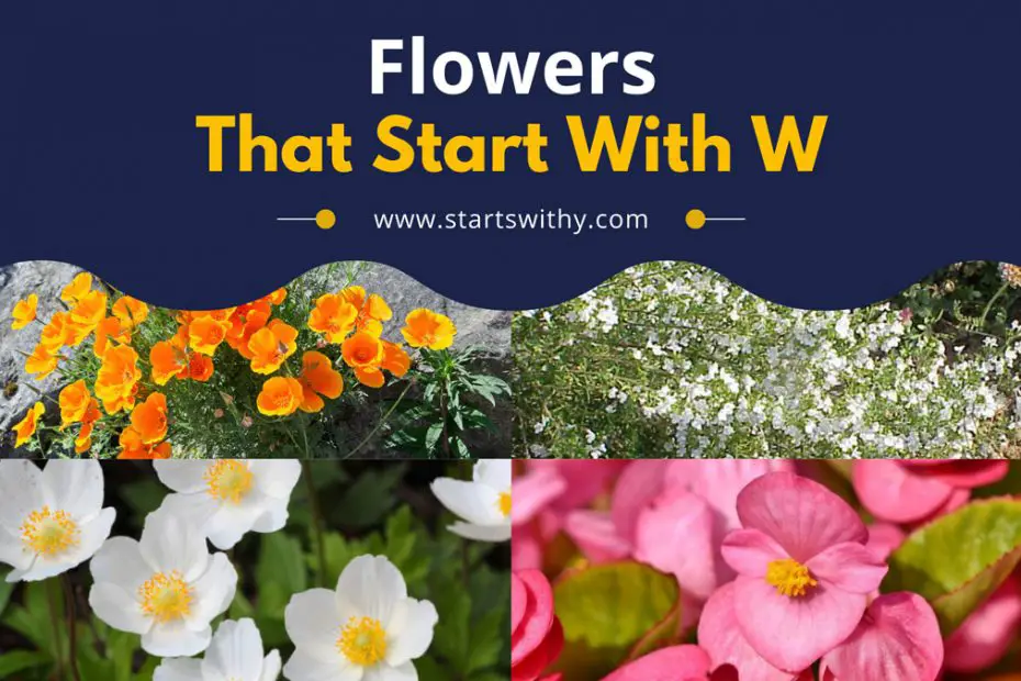 Flowers That Start With W