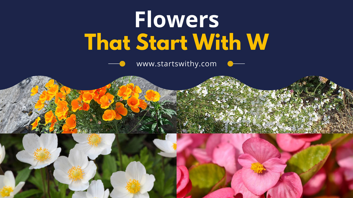 Flowers That Start With W