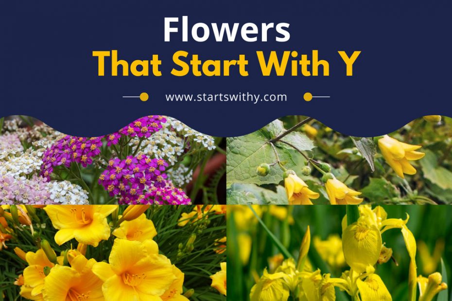 Flowers That Start With Y