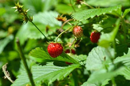 Forest Strawberry 