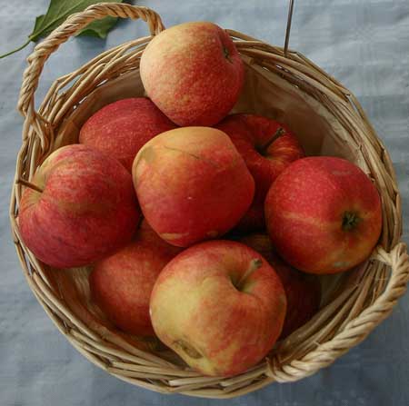 Gala Apples 