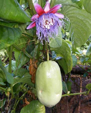 Giant Granadilla 