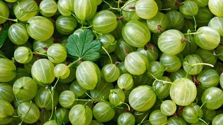 Gooseberry  