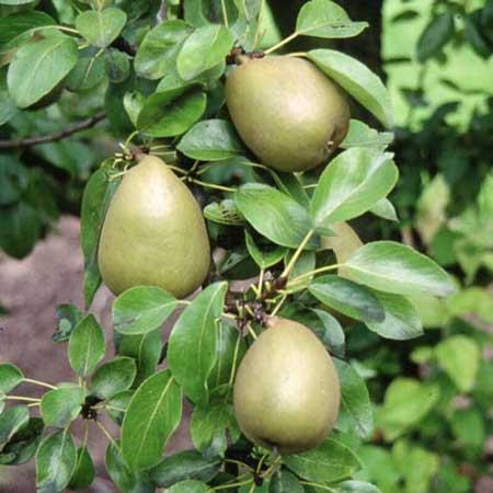Gorham Pear 
