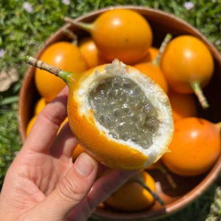 Granadilla  