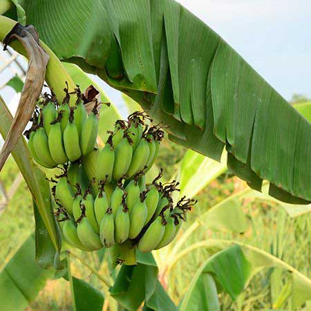 Grand Nain Banana