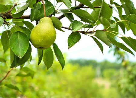 Green Anjou Pears