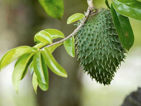 Guanabana  