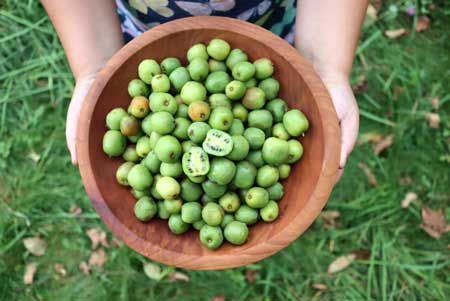 Hardy Kiwi 