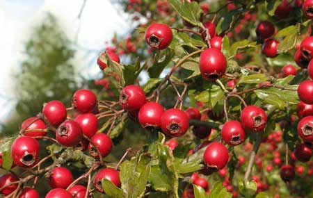 Hawthorn Berry 