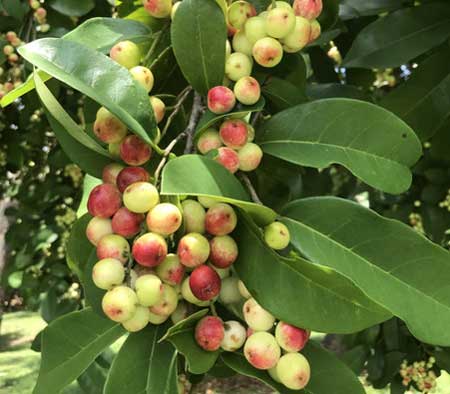 Herbert River Cherry