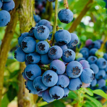 Highbush Blueberry 