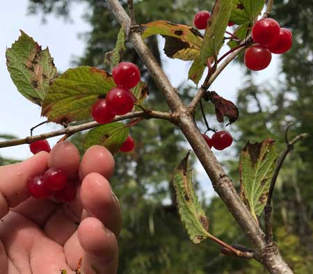 Highbush Cranberry 