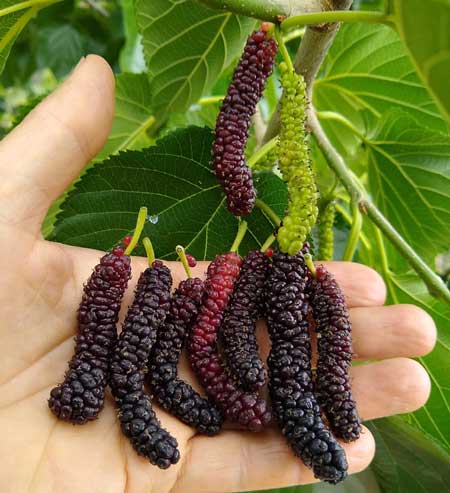 Himalayan Mulberry 