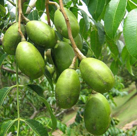 Hog Plum 