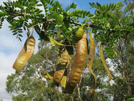 Honey Locust 