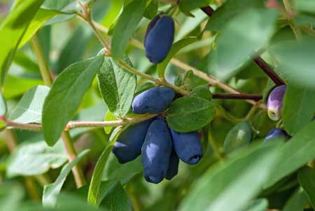 Honeysuckle  