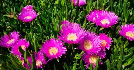 Hottentot Fig 