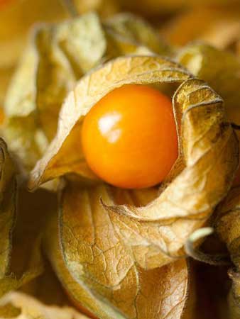 Husk Tomato 