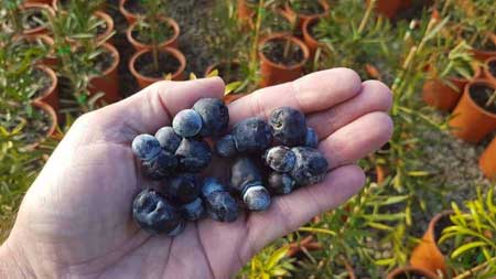 Illawarra Plum 