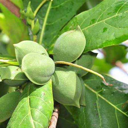 Indian Almond 