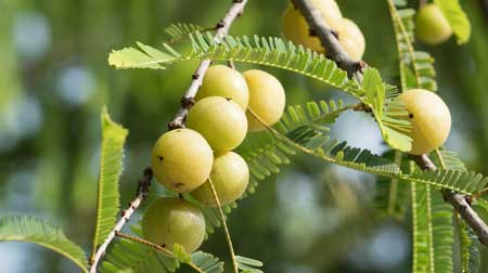 Indian Gooseberry 