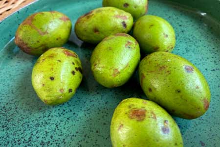 Indian Hog Plum