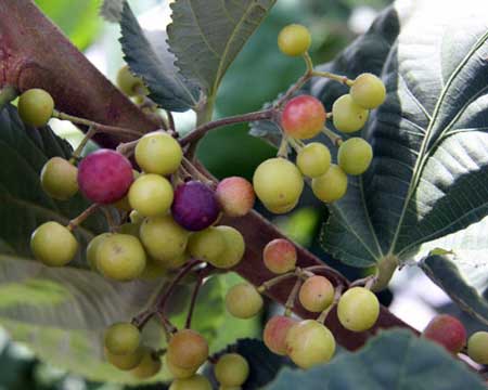 Indian Sherbet Berry