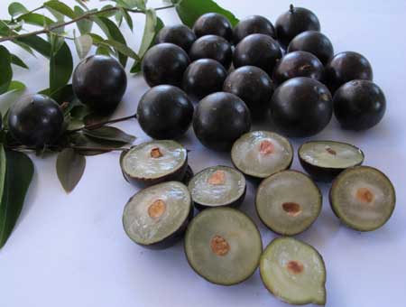 Jaboticaba  