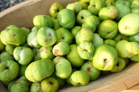 Japanese Quince 