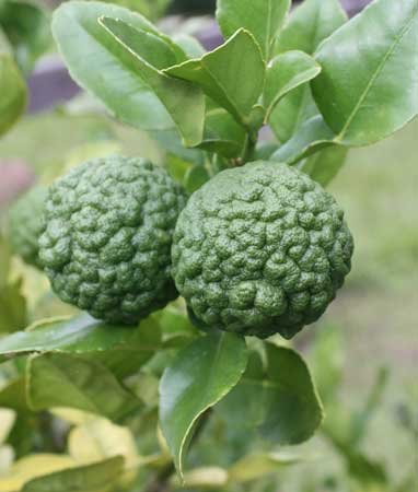 Kaffir Lime 