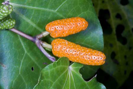 Kawakawa  