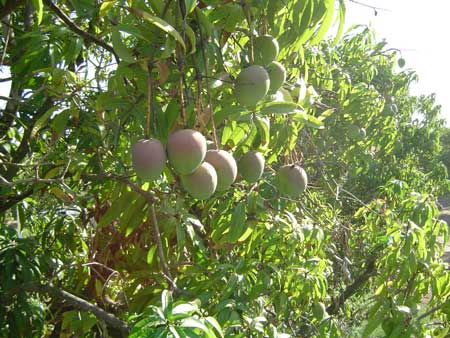 Kensington Pride Mango