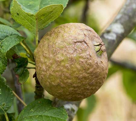 Knobby Russet Apple