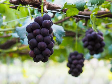 Kyoho grapes 