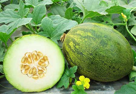 Lambkin Melon 