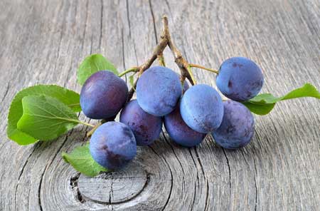 Langley Bullace Damson