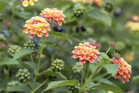 Lantana Berries 