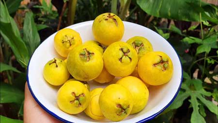 Lemon guava 