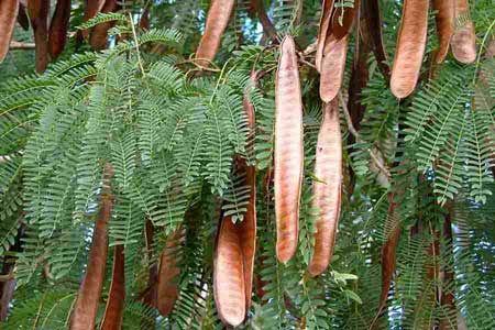 Leucaena  