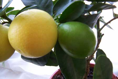 Limequat  